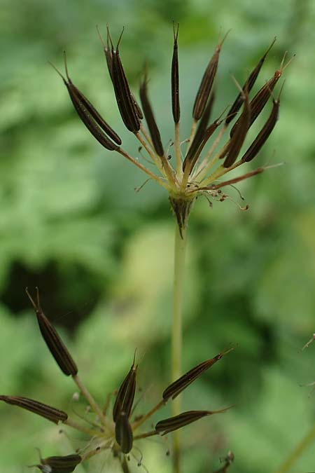 Chaerophyllum hirsutum \ Berg-Klberkropf / Hairy Chervil, A Deutschlandsberger Klause 30.6.2022