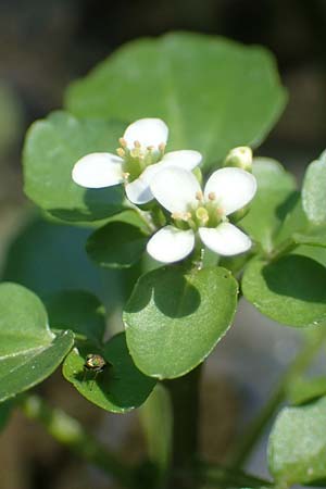Cardamine hirsuta \ Vielstngeliges Schaumkraut, Behaartes Schaumkraut / Hairy Bitter-Cress, A Villach-Warmbad 4.7.2022