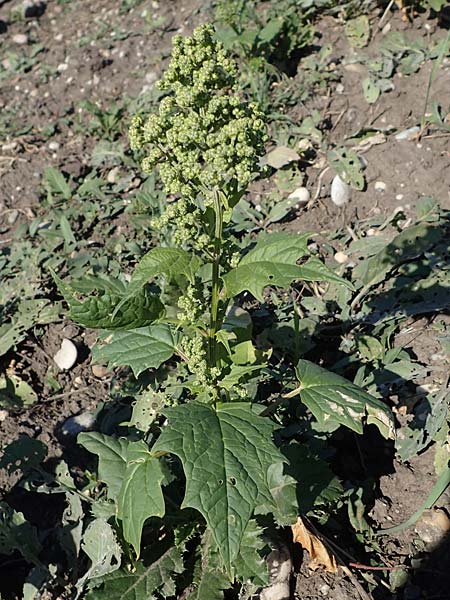 Chenopodium hybridum \ Bastard-Gnsefu, Stechapfelblttriger Gnsefu / Maple-Leaved Goosefoot, A Seewinkel, Apetlon 23.9.2022