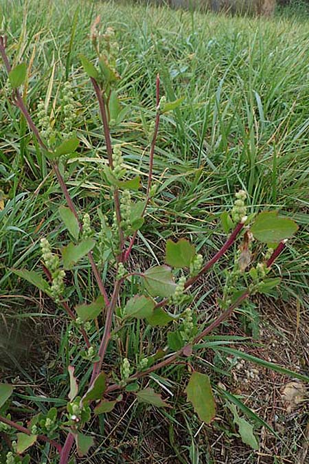 Chenopodium strictum \ Streifen-Gnsefu / Striped Goosefoot, Lateflowering Goosefoot, A Seewinkel, Illmitz 26.9.2022