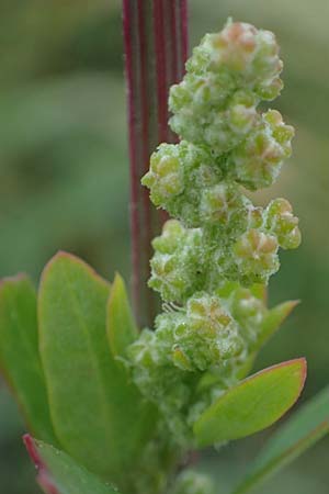 Chenopodium strictum \ Streifen-Gnsefu / Striped Goosefoot, Lateflowering Goosefoot, A Seewinkel, Illmitz 26.9.2022