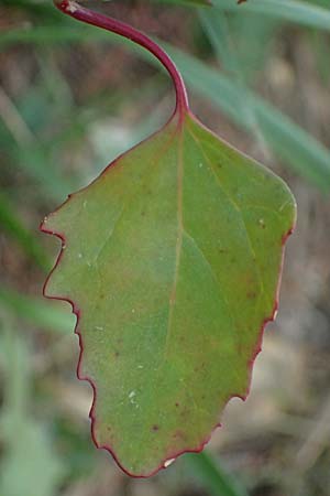Chenopodium strictum \ Streifen-Gnsefu / Striped Goosefoot, Lateflowering Goosefoot, A Seewinkel, Illmitz 26.9.2022