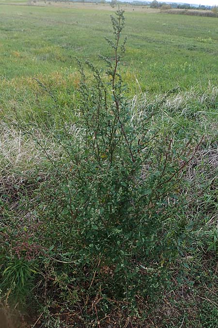 Chenopodium strictum \ Streifen-Gnsefu / Striped Goosefoot, Lateflowering Goosefoot, A Seewinkel, Illmitz 26.9.2022