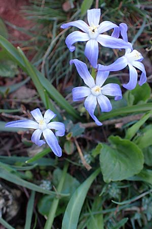 Scilla luciliae x siehei \ Hybrid-Sternhyazinthe / Hybrid Squill, A Hainburg 3.4.2023