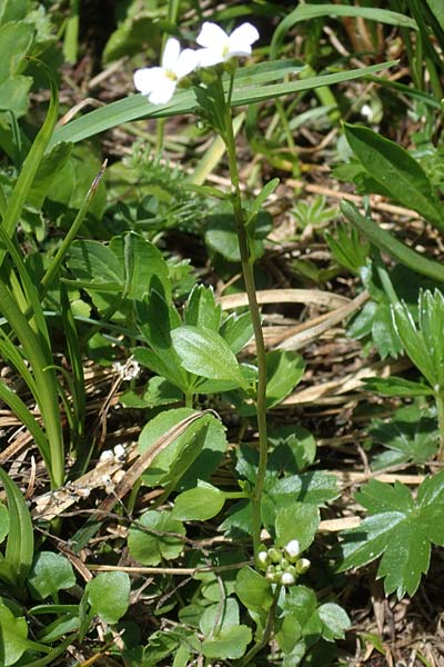 Arabidopsis halleri subsp. ovirensis \ Karawanken-Schaumkresse, Obir-Schaumkresse / Karawanks Rock-Cress, A Kärnten/Carinthia, Koralpe 5.7.2023