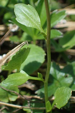 Arabidopsis halleri subsp. ovirensis \ Karawanken-Schaumkresse, Obir-Schaumkresse / Karawanks Rock-Cress, A Kärnten/Carinthia, Koralpe 5.7.2023