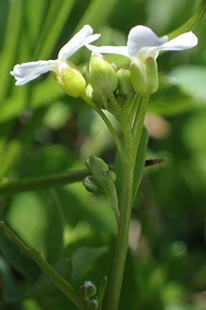 Arabidopsis halleri subsp. ovirensis \ Karawanken-Schaumkresse, Obir-Schaumkresse / Karawanks Rock-Cress, A Kärnten/Carinthia, Koralpe 5.7.2023