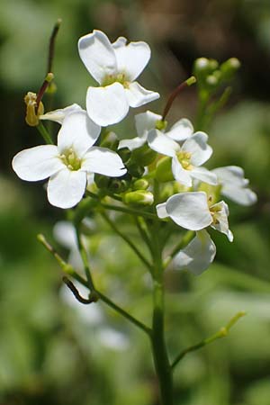 Arabidopsis halleri subsp. ovirensis \ Karawanken-Schaumkresse, Obir-Schaumkresse / Karawanks Rock-Cress, A Kärnten/Carinthia, Koralpe 5.7.2023