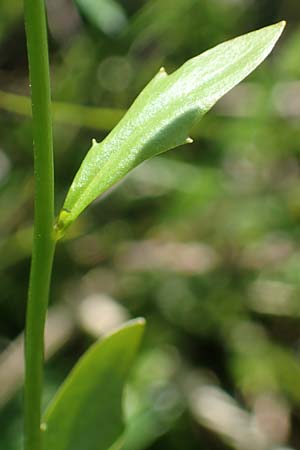 Arabidopsis halleri subsp. ovirensis \ Karawanken-Schaumkresse, Obir-Schaumkresse / Karawanks Rock-Cress, A Kärnten/Carinthia, Koralpe 5.7.2023