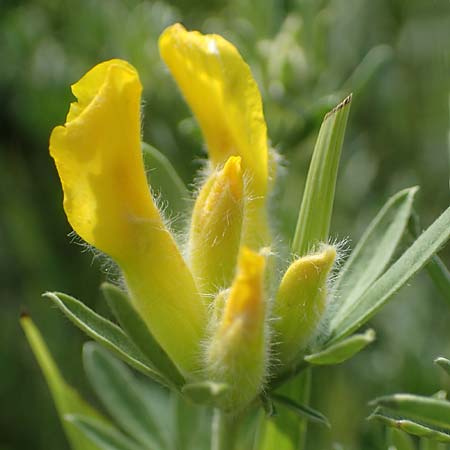 Cytisus austriacus \ �sterreichischer Zwerg-Gei�klee, A Wien 10.7.2023