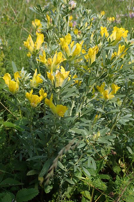 Cytisus austriacus \ �sterreichischer Zwerg-Gei�klee, A Wien 10.7.2023