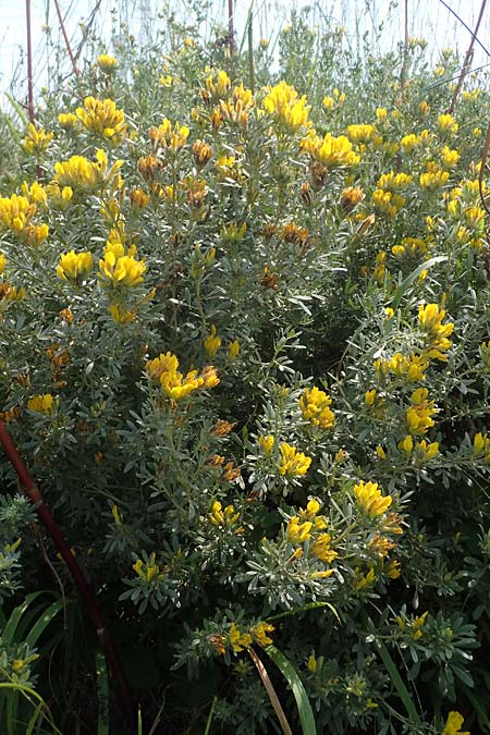 Cytisus austriacus \ �sterreichischer Zwerg-Gei�klee, A Wien 10.7.2023