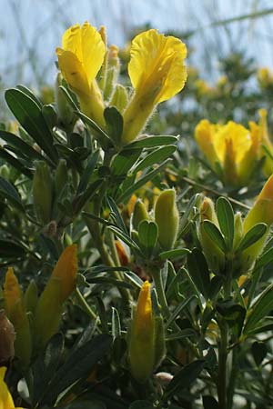Cytisus austriacus \ �sterreichischer Zwerg-Gei�klee, A Wien 10.7.2023