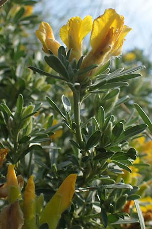 Cytisus austriacus \ �sterreichischer Zwerg-Gei�klee, A Wien 10.7.2023