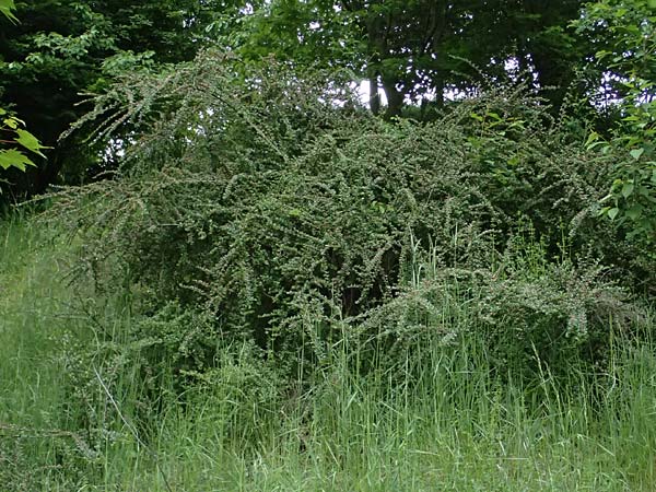 Cotoneaster hjelmqvistii \ Bespitzte Zwergmispel, Preiselbeer-Zwergmispel / Cranberry Cotoneaster, A Gaspoltshofen 9.5.2025