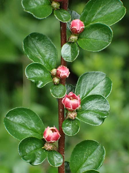 Cotoneaster hjelmqvistii \ Bespitzte Zwergmispel, Preiselbeer-Zwergmispel / Cranberry Cotoneaster, A Gaspoltshofen 9.5.2025