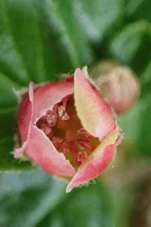 Cotoneaster hjelmqvistii \ Bespitzte Zwergmispel, Preiselbeer-Zwergmispel / Cranberry Cotoneaster, A Gaspoltshofen 9.5.2025