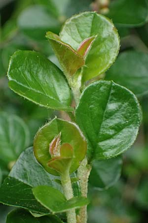Cotoneaster hjelmqvistii \ Bespitzte Zwergmispel, Preiselbeer-Zwergmispel / Cranberry Cotoneaster, A Gaspoltshofen 9.5.2025