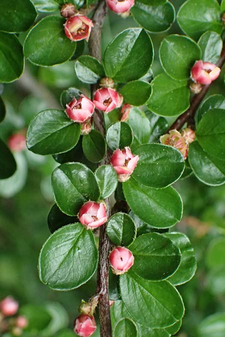Cotoneaster hjelmqvistii \ Bespitzte Zwergmispel, Preiselbeer-Zwergmispel / Cranberry Cotoneaster, A Gaspoltshofen 9.5.2025