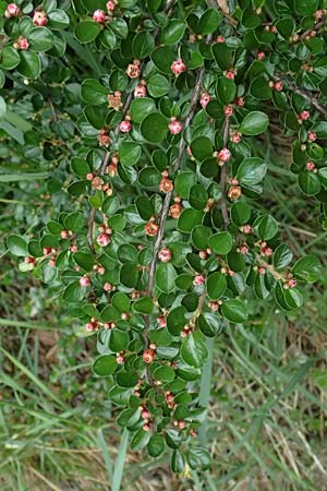 Cotoneaster hjelmqvistii \ Bespitzte Zwergmispel, Preiselbeer-Zwergmispel / Cranberry Cotoneaster, A Gaspoltshofen 9.5.2025