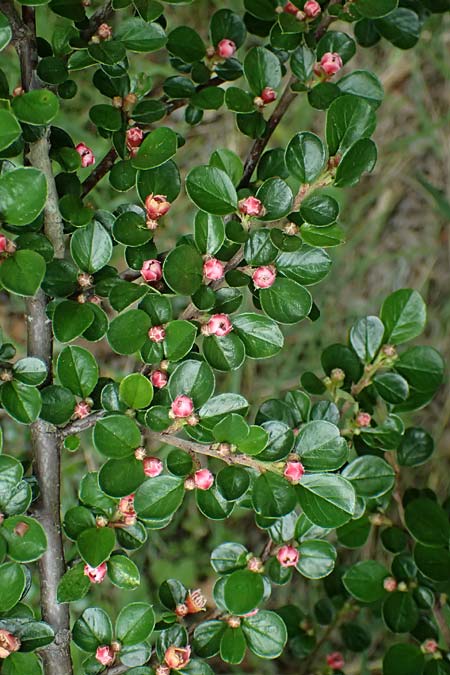 Cotoneaster hjelmqvistii \ Bespitzte Zwergmispel, Preiselbeer-Zwergmispel / Cranberry Cotoneaster, A Gaspoltshofen 9.5.2025