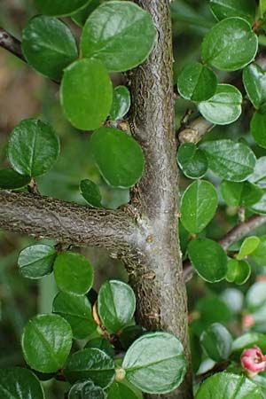 Cotoneaster hjelmqvistii \ Bespitzte Zwergmispel, Preiselbeer-Zwergmispel / Cranberry Cotoneaster, A Gaspoltshofen 9.5.2025