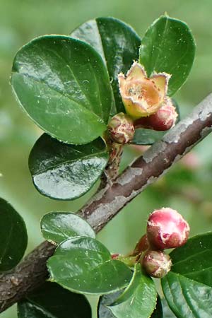 Cotoneaster hjelmqvistii \ Bespitzte Zwergmispel, Preiselbeer-Zwergmispel / Cranberry Cotoneaster, A Gaspoltshofen 9.5.2025