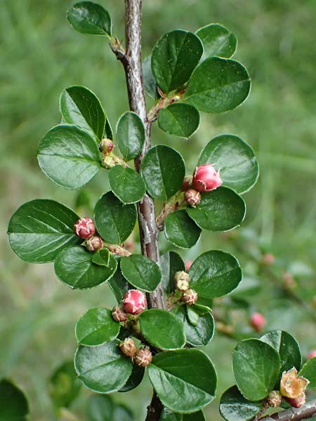 Cotoneaster hjelmqvistii \ Bespitzte Zwergmispel, Preiselbeer-Zwergmispel / Cranberry Cotoneaster, A Gaspoltshofen 9.5.2025