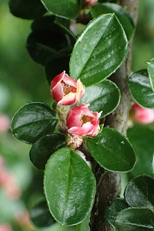 Cotoneaster hjelmqvistii \ Bespitzte Zwergmispel, Preiselbeer-Zwergmispel / Cranberry Cotoneaster, A Gaspoltshofen 9.5.2025