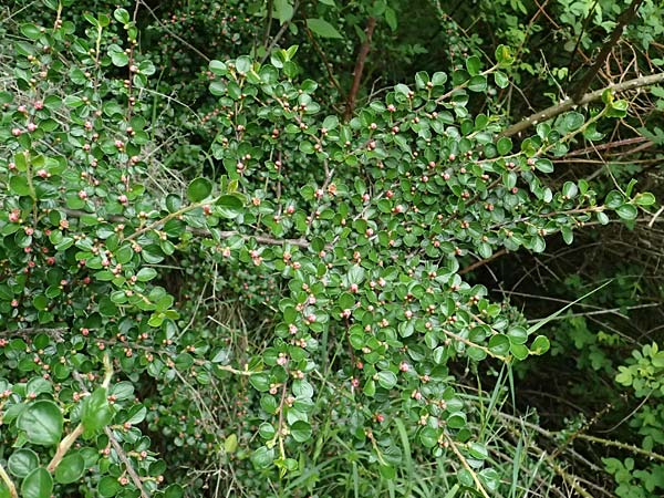 Cotoneaster hjelmqvistii \ Bespitzte Zwergmispel, Preiselbeer-Zwergmispel / Cranberry Cotoneaster, A Gaspoltshofen 9.5.2025