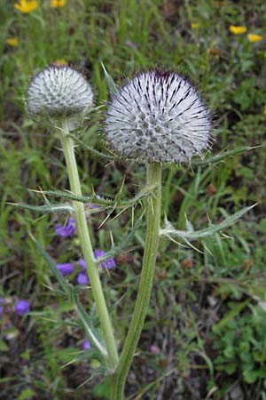 Cirsium eriophorum \ Wollkopf-Kratzdistel, Woll-Kratzdistel / Wooly Thistle, A Hengstpass 13.7.2007