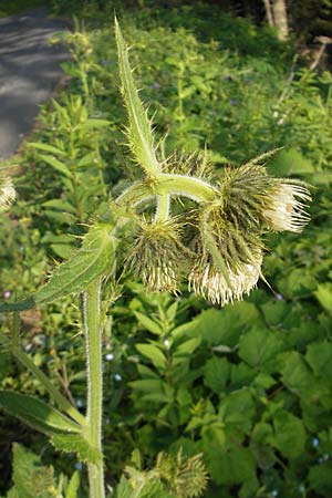 Cirsium carniolicum \ Krainer Kratzdistel, A K&auml;rnten, Hochobir 1.7.2010