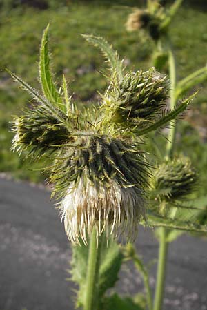 Cirsium carniolicum \ Krainer Kratzdistel, A K&auml;rnten, Hochobir 1.7.2010
