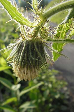 Cirsium carniolicum \ Krainer Kratzdistel, A K&auml;rnten, Hochobir 1.7.2010