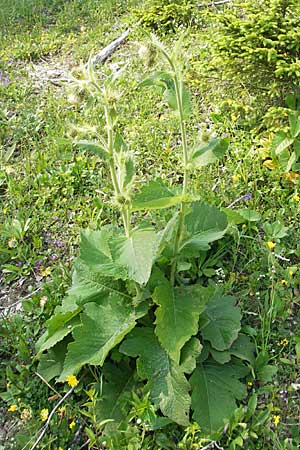 Cirsium carniolicum \ Krainer Kratzdistel, A K&auml;rnten, Hochobir 1.7.2010
