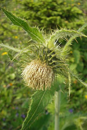 Cirsium carniolicum \ Krainer Kratzdistel, A K&auml;rnten, Hochobir 1.7.2010