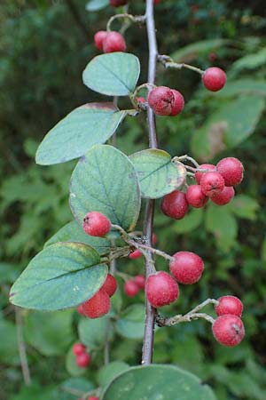 Cotoneaster integerrimus \ Gewhnliche Zwergmispel / Wild Cotoneaster, A Perchtoldsdorf 22.9.2022