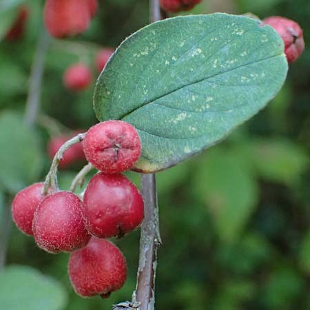 Cotoneaster integerrimus \ Gewhnliche Zwergmispel / Wild Cotoneaster, A Perchtoldsdorf 22.9.2022