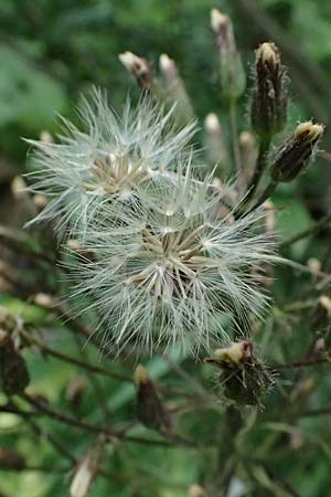 Cicerbita alpina \ Alpen-Milchlattich, Blaue Sau-Distel / Alpine Blue Sow-Thistle, A Präbichl 6.7.2024