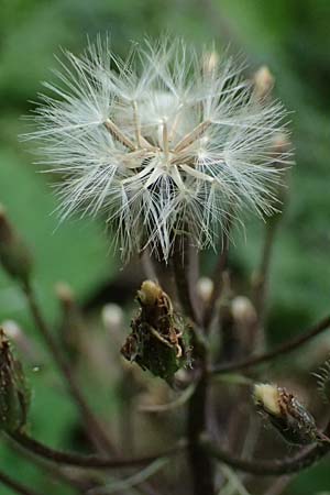 Cicerbita alpina \ Alpen-Milchlattich, Blaue Sau-Distel / Alpine Blue Sow-Thistle, A Präbichl 6.7.2024