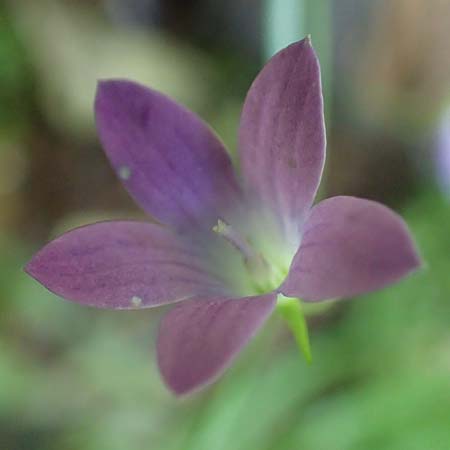Campanula patula \ Wiesen-Glockenblume / Spreading Bellflower, A Deutschlandsberger Klause 30.6.2022