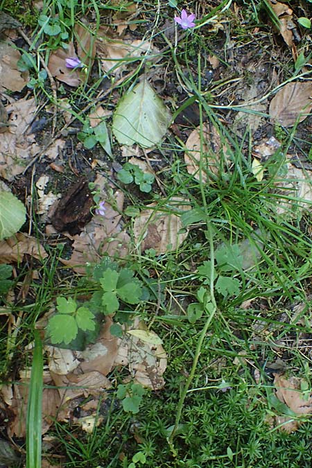 Campanula patula \ Wiesen-Glockenblume / Spreading Bellflower, A Deutschlandsberger Klause 30.6.2022