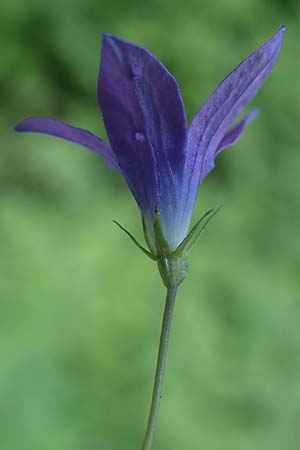 Campanula patula \ Wiesen-Glockenblume / Spreading Bellflower, A Deutschlandsberger Klause 30.6.2022