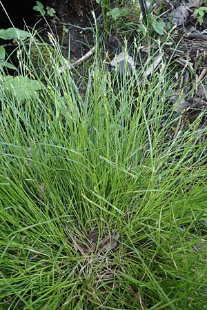 Carex remota \ Winkel-Segge / Remote Sedge, A Kärnten/Carinthia, St. Kanzian am Klopeiner See 15.5.2016