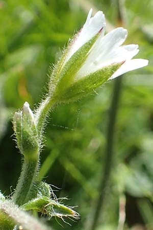 Cerastium lucorum \ Grofrchtiges Hornkraut / Large-Fruit Mouse-Ear, A Kärnten/Carinthia, Petzen 8.8.2016