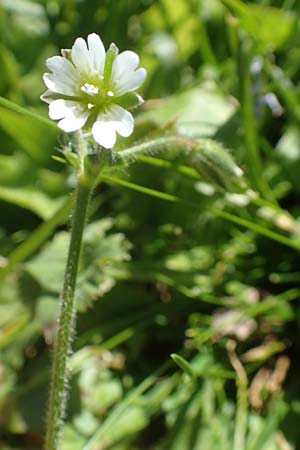 Cerastium lucorum \ Grofrchtiges Hornkraut / Large-Fruit Mouse-Ear, A Kärnten/Carinthia, Petzen 8.8.2016