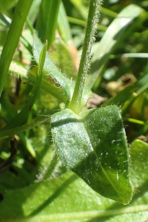 Cerastium lucorum \ Grofrchtiges Hornkraut / Large-Fruit Mouse-Ear, A Kärnten/Carinthia, Petzen 8.8.2016
