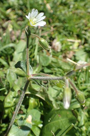 Cerastium lucorum \ Grofrchtiges Hornkraut / Large-Fruit Mouse-Ear, A Kärnten/Carinthia, Petzen 8.8.2016