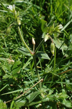 Cerastium lucorum \ Grofrchtiges Hornkraut / Large-Fruit Mouse-Ear, A Kärnten/Carinthia, Petzen 8.8.2016