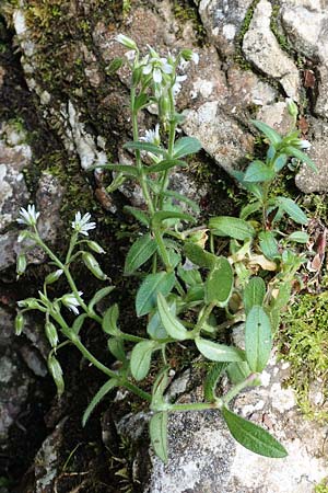 Cerastium lucorum \ Grofrchtiges Hornkraut / Large-Fruit Mouse-Ear, A Weichtal-Klamm 1.7.2020